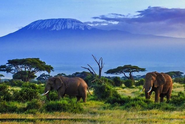 2 Days Amboseli Safari