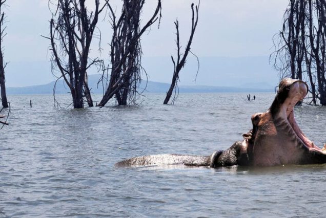1 Day Lake Naivasha Tour