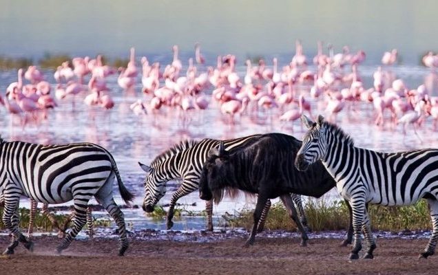 1 Day Lake Nakuru Safari