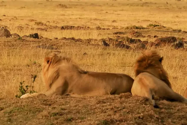 3 Days Maasai Mara Safari